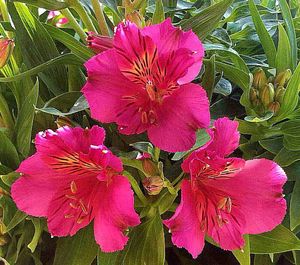 Close-up of pink flower