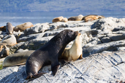 High angle view of sea lion