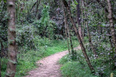 Footpath amidst trees in forest