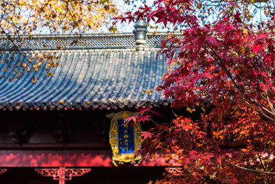 Trees by building during autumn