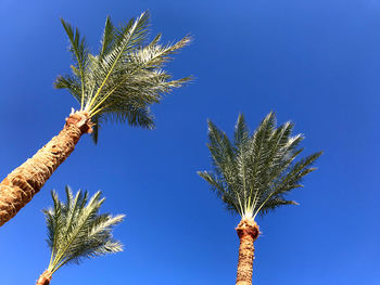 Low angle view of palm tree against clear blue sky