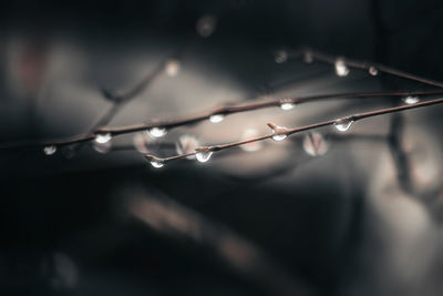 Close-up of water drops on twig