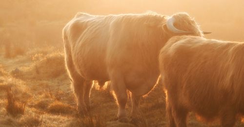 Highland cows