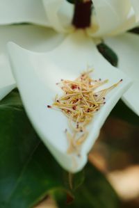 Close-up of flowers