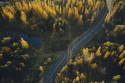 Asphalt road on sunny day in autumn forest