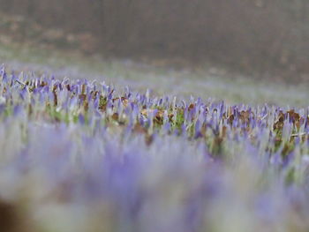 Close-up of purple flowering plants on field