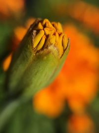 Close-up of flower blooming outdoors