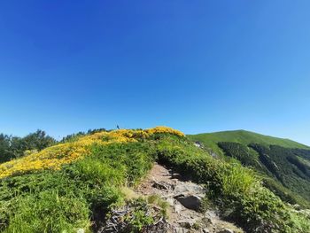 Scenic view of green landscape against clear blue sky