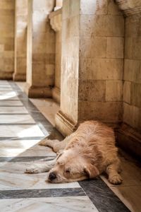 View of a dog sleeping