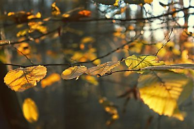 Close-up of leaves