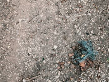 Close-up of dead animal