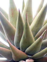 Close-up of succulent plant