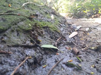 Close-up of plant in forest