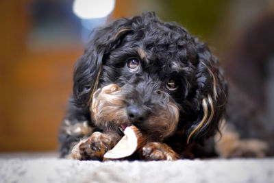 Close-up portrait of dog
