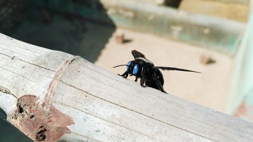 Close-up of insect on wood