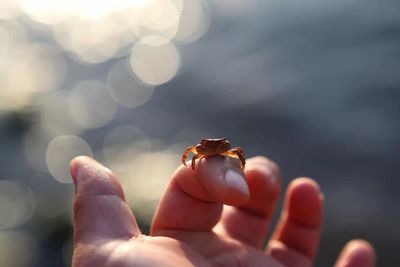 Close-up of human hand