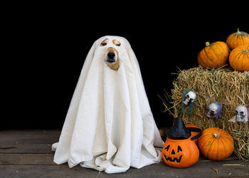 Close-up of jack o lantern against black background