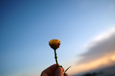 Cropped hand holding flower