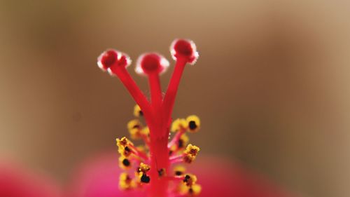 Close-up of fresh pink flowers blooming outdoors
