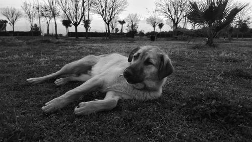 Close-up of dog on grassy field