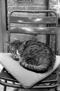 Portrait of a cat sleeping on seat