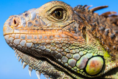 Close-up of a lizard