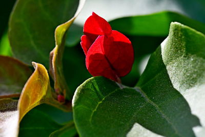 Close-up of red flower by leaves