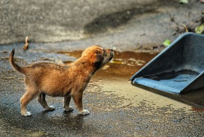 Side view of dog looking away