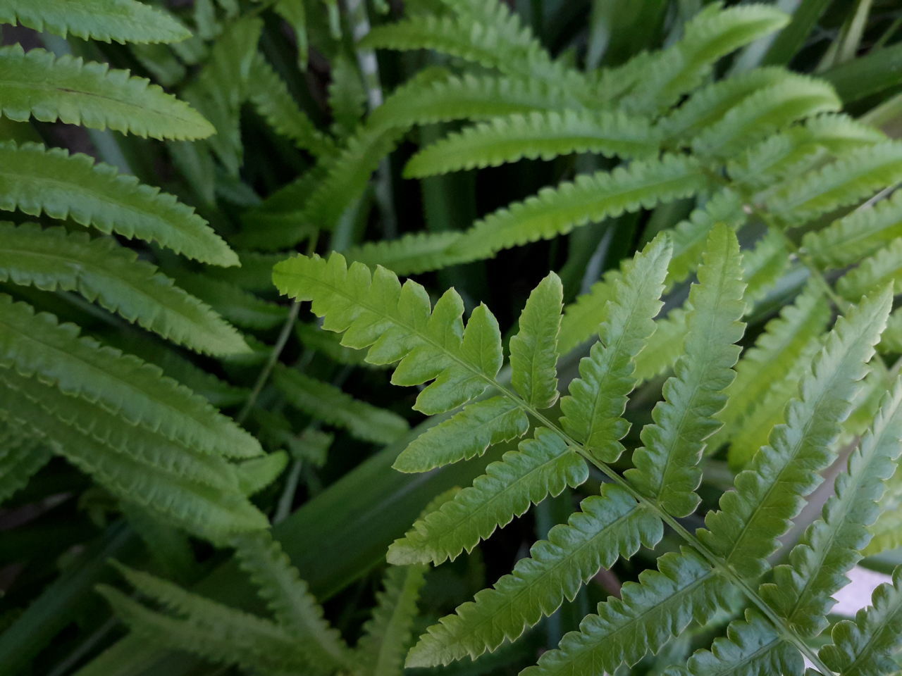 CLOSE-UP OF GREEN PLANT