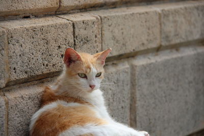 Cat looking away against wall