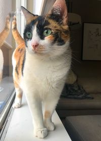 Portrait of cat standing on table at home