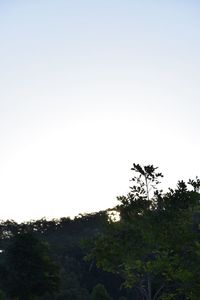 Trees against clear sky