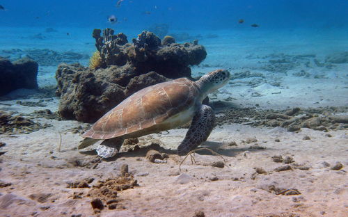 Side view of a sea turtle in curacao, dutch antilles