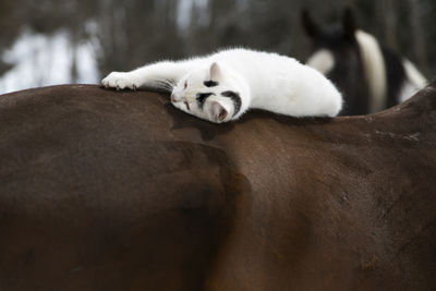 Close-up of cat lying down