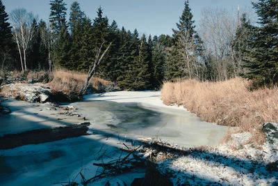 Scenic view of lake in forest during winter