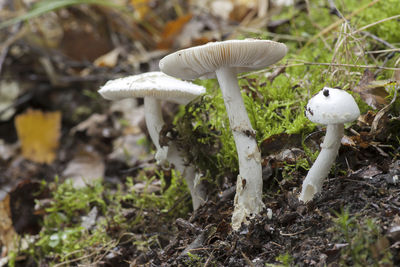 Close-up of mushroom growing on field