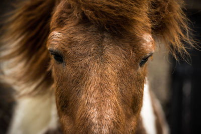 Close-up of a pony