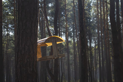 Trees growing in forest