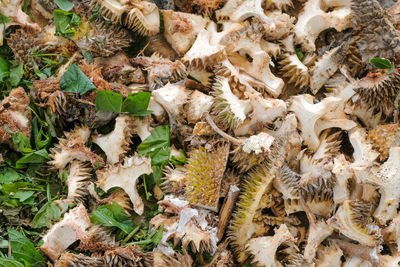 High angle view of crab on dry plants