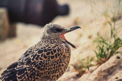 Close-up of seagull