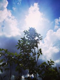 Low angle view of flower tree against sky