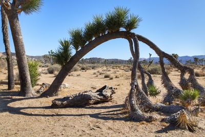 View of dead tree on sand