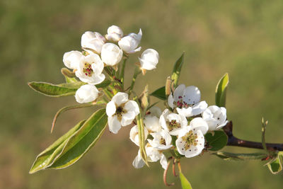 Close-up of white cherry blossom tree