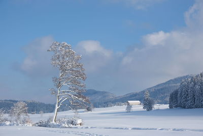 Snow covered trees against sky