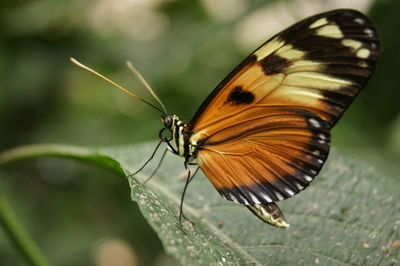 Close-up of butterfly