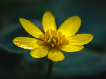 Close-up of yellow flowering plant