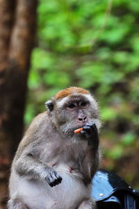 Close-up of monkey on tree