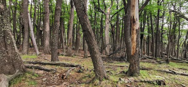 View of trees in forest