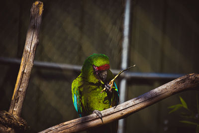 Close-up of parrot perching on branch