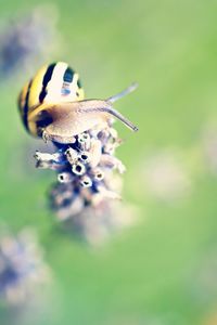 Close-up of insect on plant